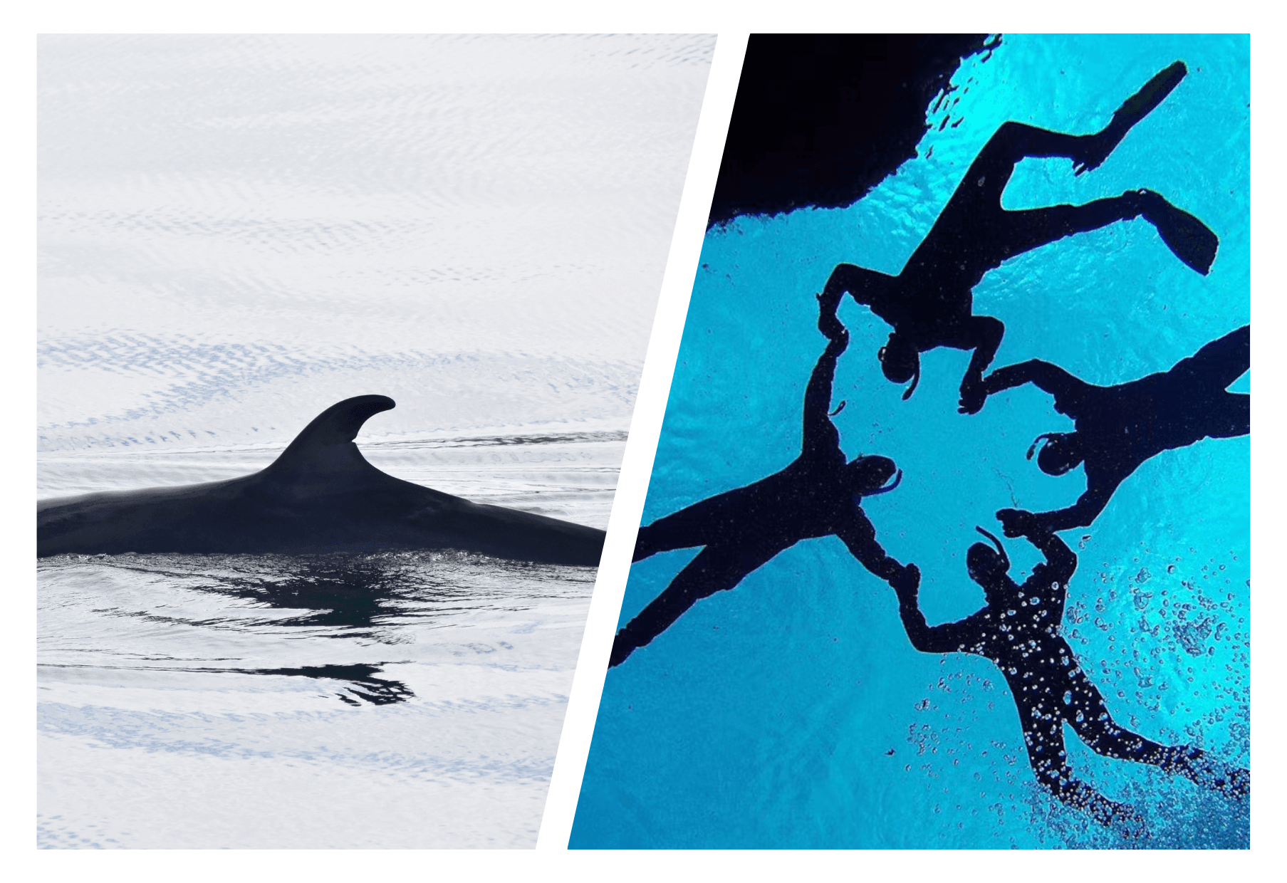 Product image for Reykjavík Whales & Snorkeling