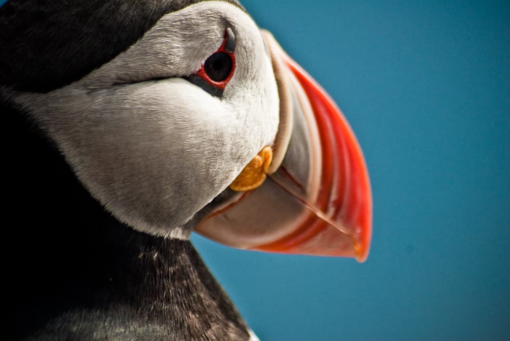 Product image for Horses & Puffins (Elfin Tour)