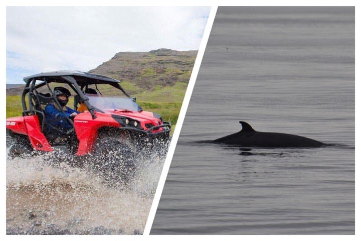 Product image for Reykjavík Whales & Buggy