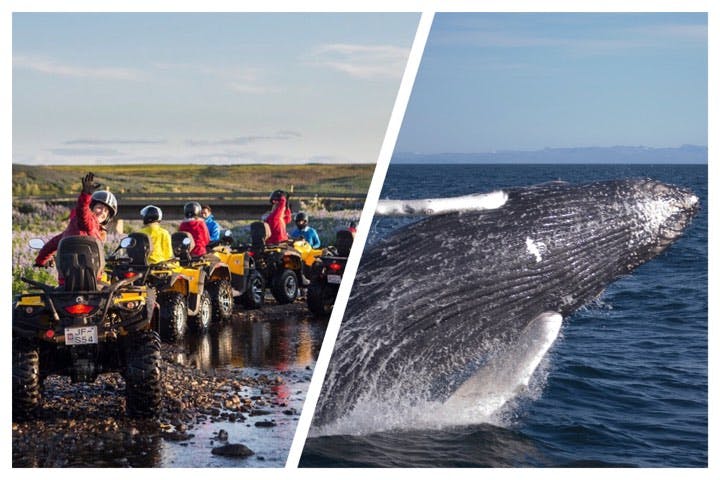 Product image for Reykjavík Whales & ATV