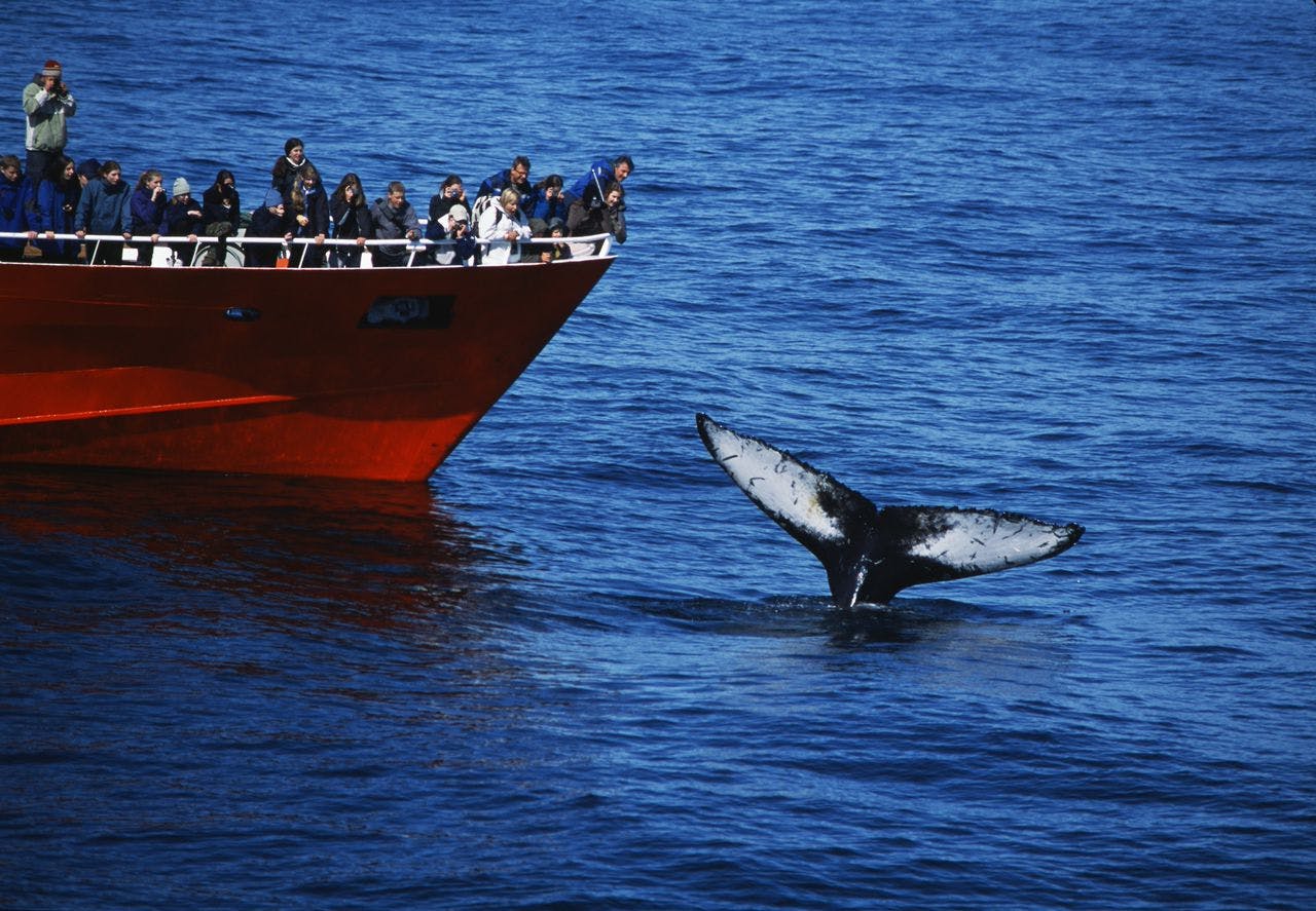 Product image for Whale Watching from Reykjavik Harbour